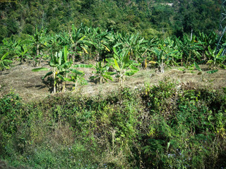 a plantage with banana trees