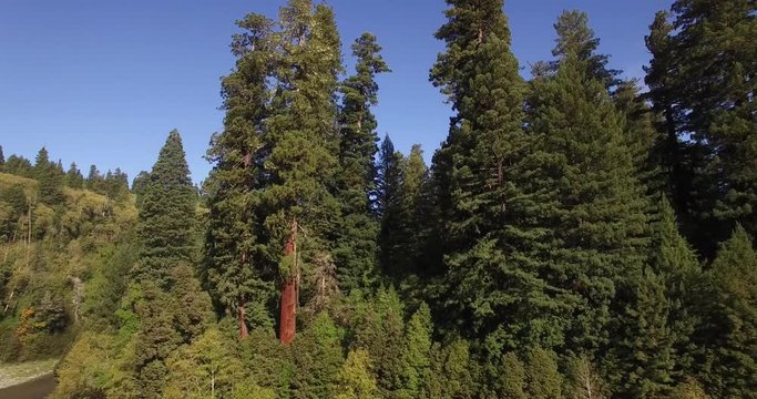 RISE Near River Redwood Forest, Aerial, 4K, 18s, 40of50, Forest Trees, Northern California Tallest Trees In The World, Sun Flare, Hyperion Tree,  World Record, Stock Video Sale - Drone