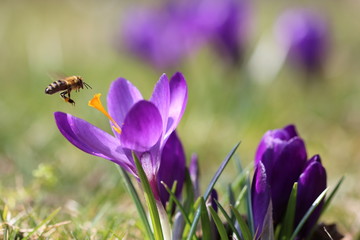 Krokus mit Biene im Frühling