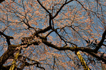 枝垂れ桜