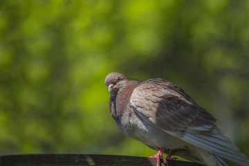Close up of pigeon on green background