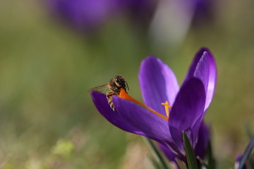 Krokus mit Biene im Frühling