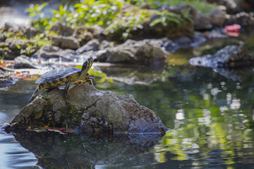 Close up of turtle on stone