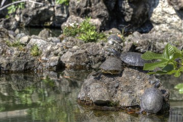 Close up of turtles on stone