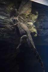 Closeup alligator underwater with reflection