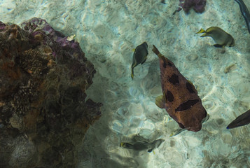 Closeup of redfish fish in aquarium tank 2