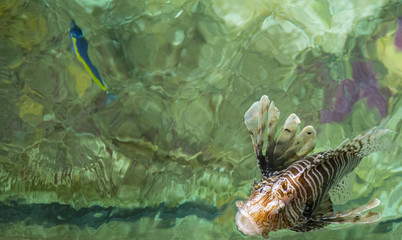 Closeup of redfish fish in aquarium tank