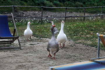 Closeup view of geese in the garden