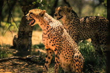 Cheetahs defend their territory, the wild world of Namibia