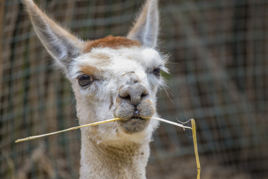 close up of ilama with grass thread in the mouth