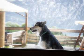 close-up of dog at the window with background