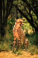 Looking and Smiling Cheetah, Botswana 