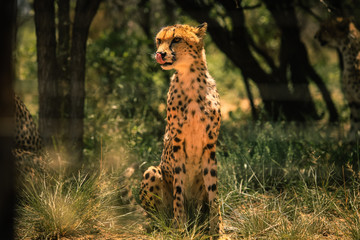 Cheetah sitting and licking the nose by tongue, Botswana