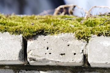 Fluffy green moss on the gray bricks 