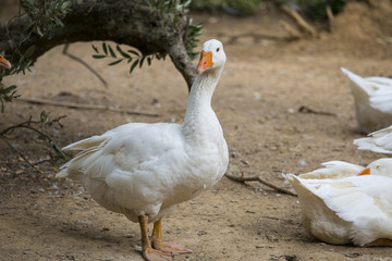 Obraz premium close-up of goose with background
