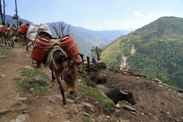 Donkeys - porters with gas bottles, near Chhomrong, Annapurna Conservation Area, Himalayas, Nepal 