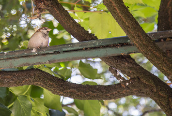 close-up of profile sparrow on branch with background