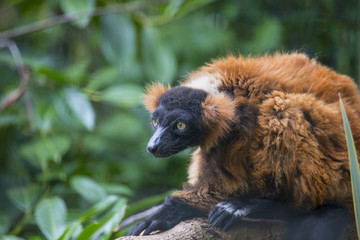 closeup of ape au branch with leaves in the background