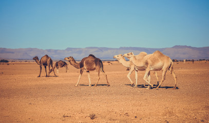 Camels in the Sahara desert, Algeria