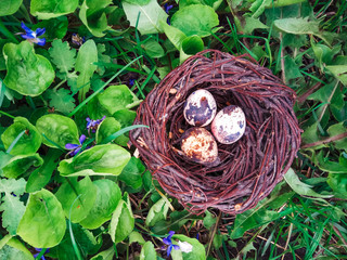 Easter eggs in nest painted by hand in blue color. quail, partridge eggs catholic and orthodox easter holiday