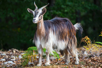 closeup of mountain goat in the woods 2jpeg