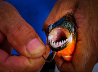 Showing off piranha teeth