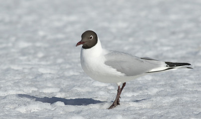 Black-headed gull