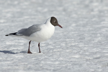 Black-headed gull