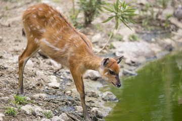 photo of a small herbivore near a pond