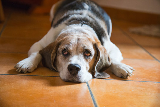 photo of dog lying on floor with sweet look