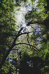 sunlight silhouetting a twisty tree
