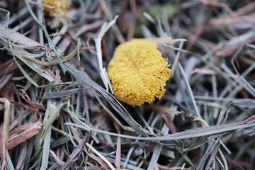 Dried green hay with flowers rabbit food    © Angelic