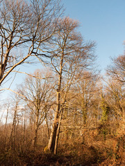inside wood with many tree bare trunks tall forest woodland