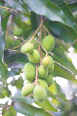 Green mango hanging on tree
