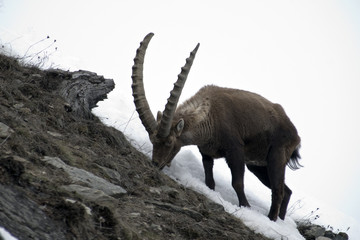 Lo stambecco cerca l'erba ai margini del nevaio