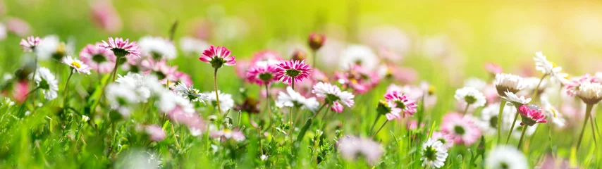 Zelfklevend Fotobehang Groen veld met madeliefjebloesems. Close-up van roze lentebloemen op de grond © candy1812