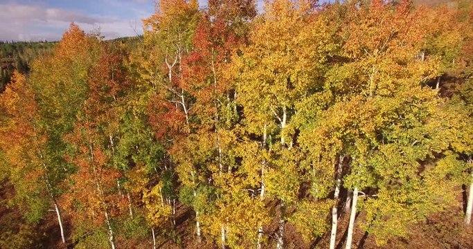 Low to High Straight up Aspen tree reveal, Aerial, 4K, 29s, 24of34, Aspen Trees, Foliage, Mountains, Beautiful Colors, Changing leaves, Colorado, Aerial, Stock Video Sale - Drone Discoveries llc.