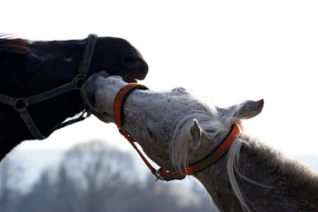 konie miłość