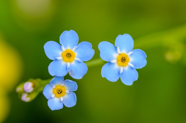 Fototapeta na wymiar Forest flowers of forget-me-not blossomed in small blue buds