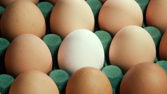 Individual White Egg  with Brown Eggs around  In An Rotating in Egg Tray