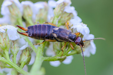 Unusual insect of earwig with two thorns on the end of the trunk