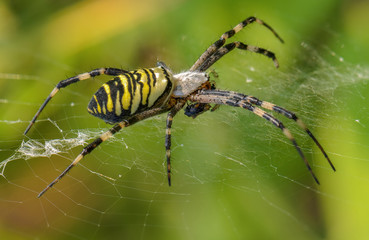 Female of spider-wasp with a striped abdomen