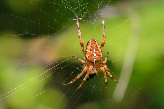 The male of garden-spider is sitting in center of web