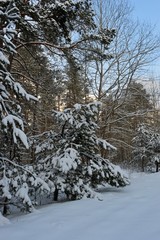 small tree bent over under the snow
