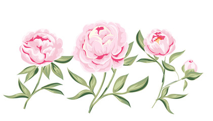  peony  vector illustration