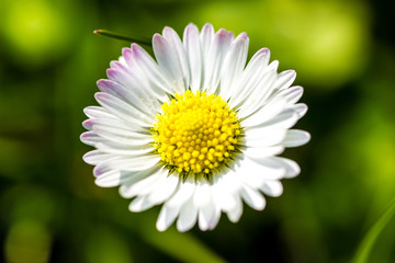 Obraz premium Margherita