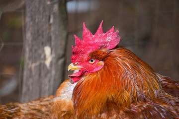 close-up of hen with big crest