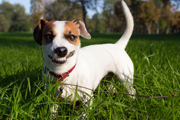 little dog plays outdoor and angry looking at the camera