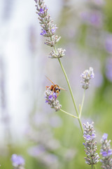 Closeup of a di hornet  on lavender flower. 2JPG