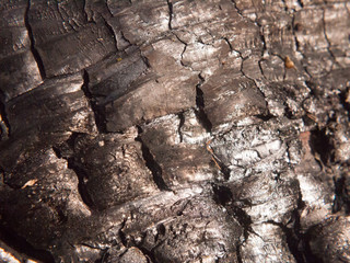 close up black texture of burnt charred tree stump forest charcoal shiny
